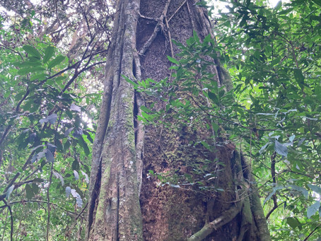 saturday 24 - NYUNGWE Nationalpark | CANOPY WALK