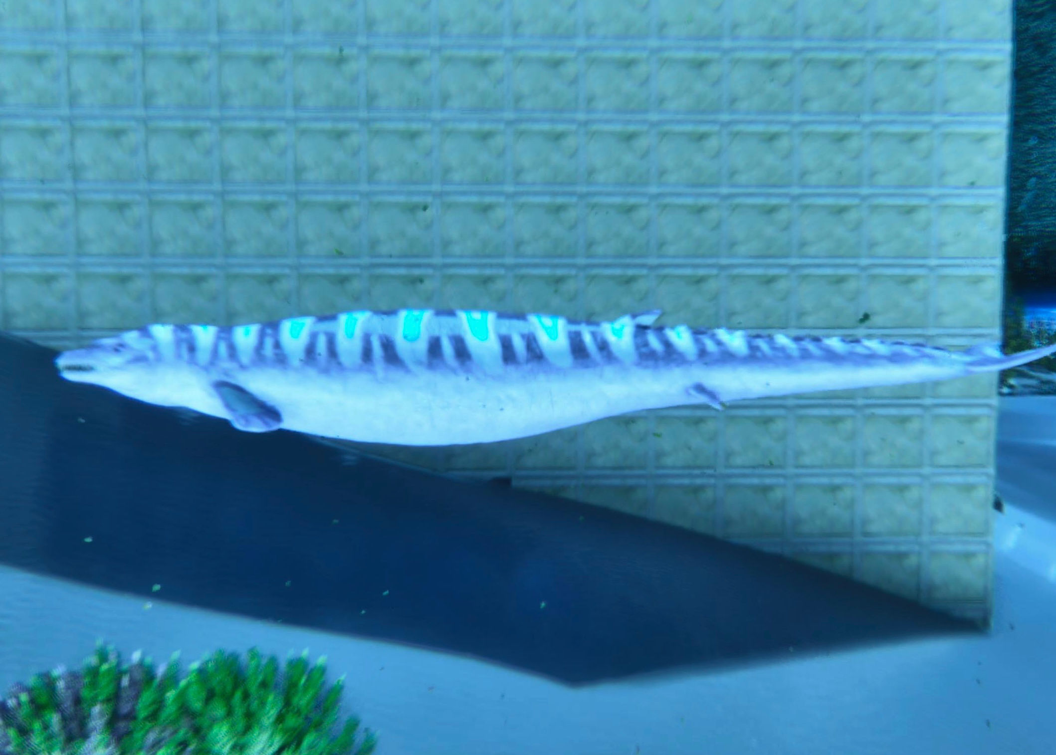 ✨Saphys Shop✨*NEW DINO* Event Female X-Basilosaurus Lvl202 (Cross PvE)