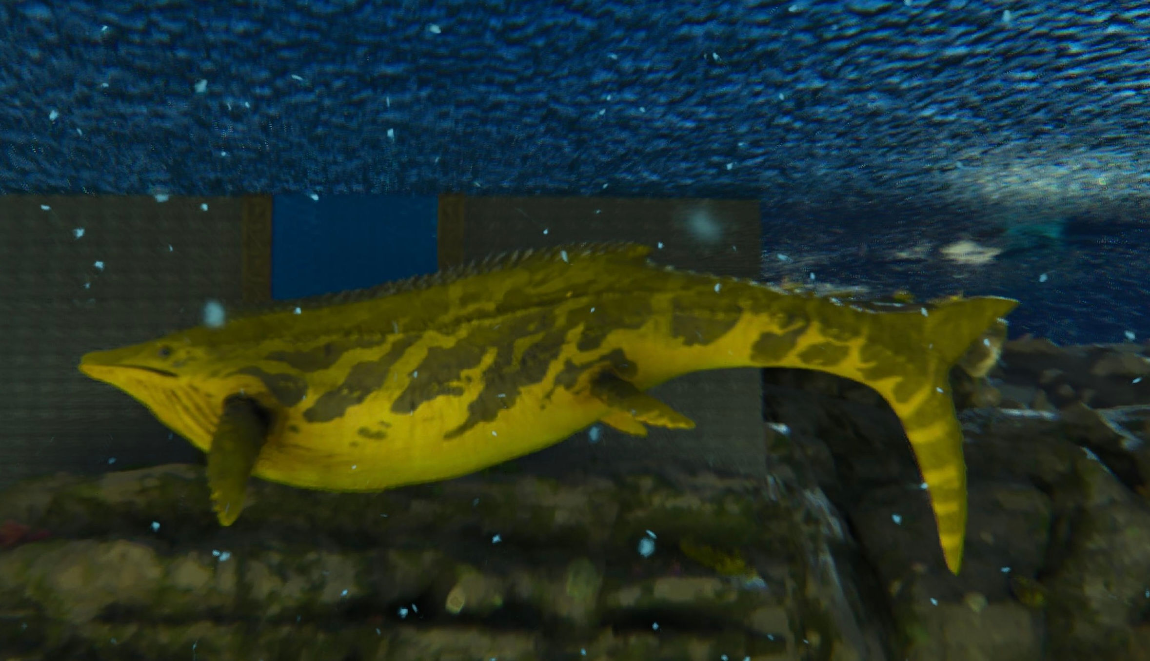 ✨Saphys Shop✨100% Imprinted Event Gold Shastasaurus (Cross PvE)