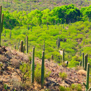 Discover Colossal Cave Tucson