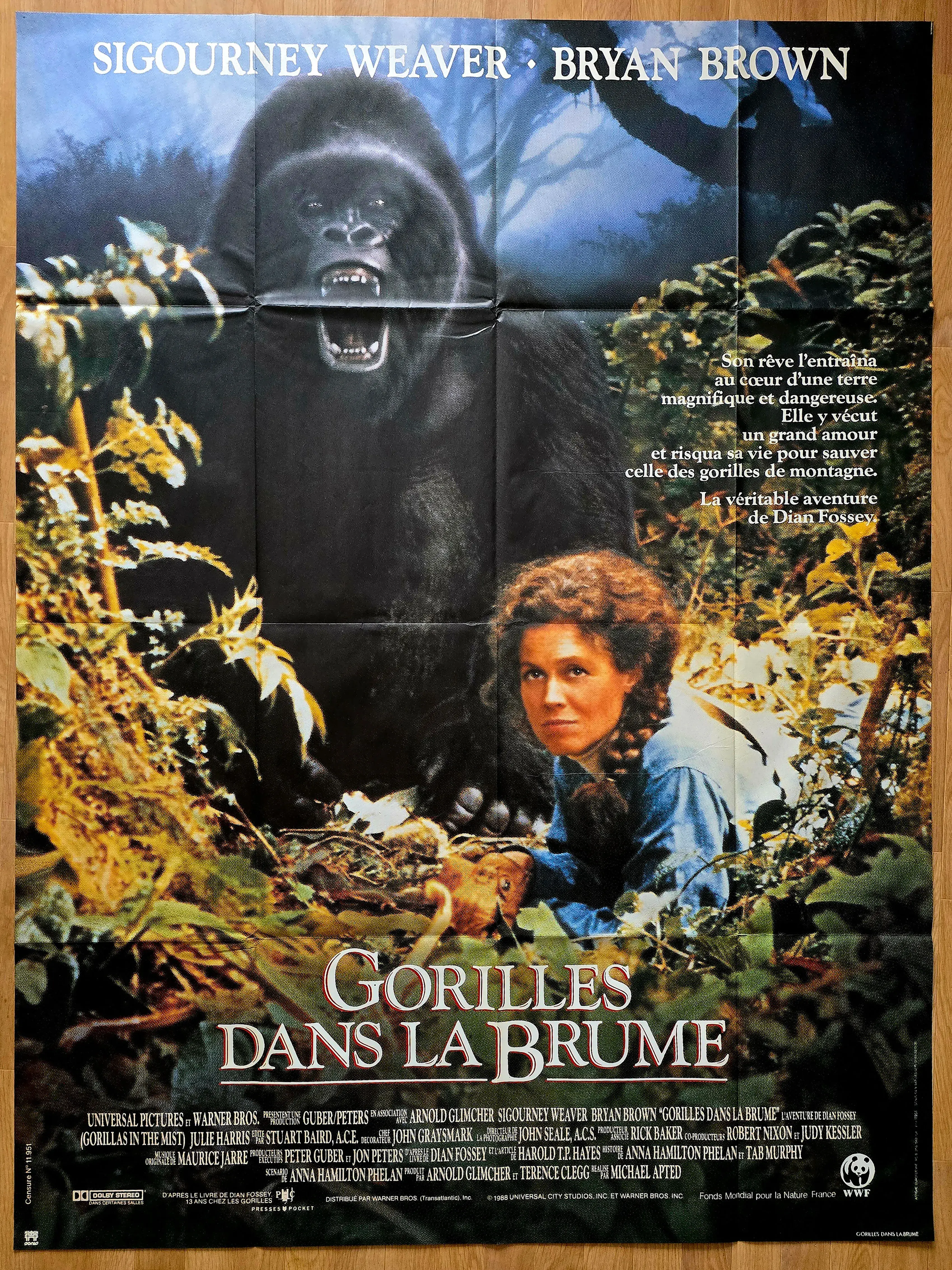 Gorilles dans la brume