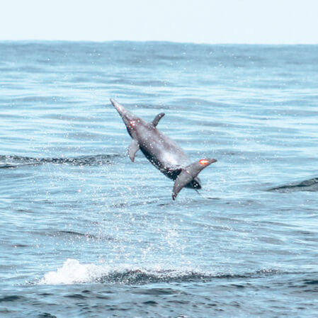 spinner-dolphins-on-a-dolphin-and-whale-watching-tour-in-playa-garza-nosara-costa-rica-viberts-secret-spot-06