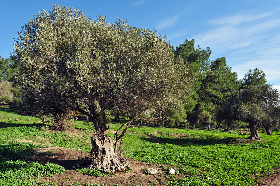 A large and old olive tree in an olive orchard
