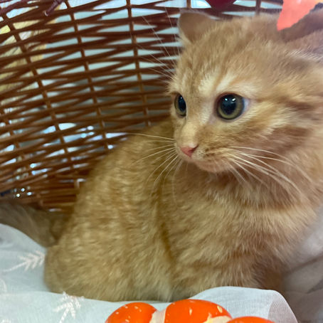 新しい家族が決まりました　