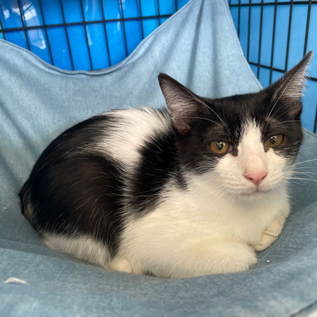 もずくちゃん♂　新しい家族募集中　C-2627I　