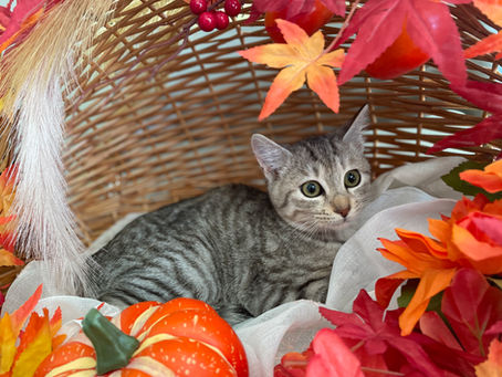 新しい家族が決まりました C-2798N