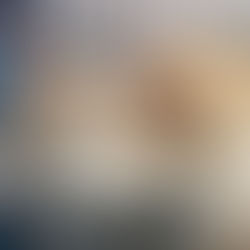 モフ子ちゃん♀新しい家族募集中　C-2786N