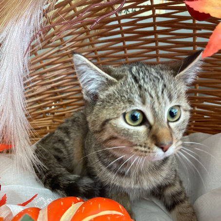 新しい家族が決まりました　C-2770N