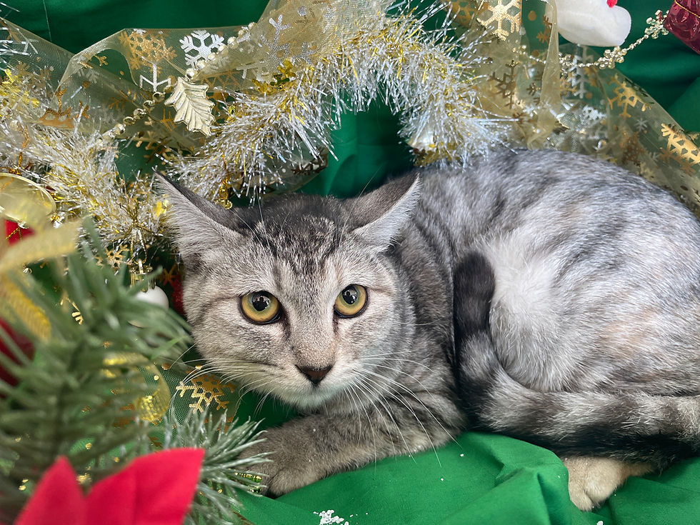 グリちゃん♀新しい家族募集中 C-2772K