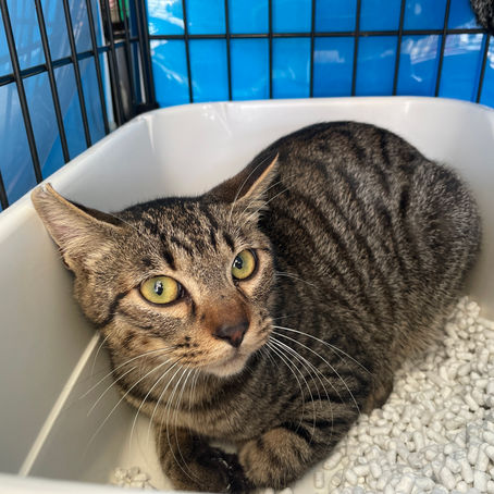 猫ちゃん♀新しい家族募集中　C-2664O