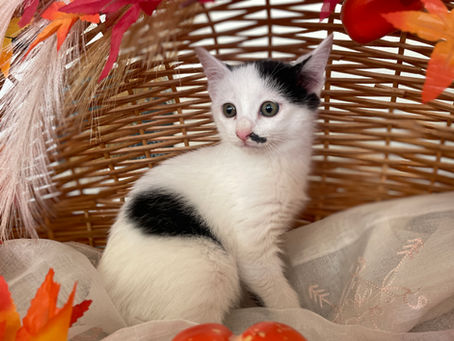 こんぶちゃん♂新しい家族募集中 C-2763N