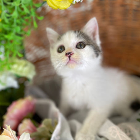 保護主さんのお家の子になりました　C-2600A