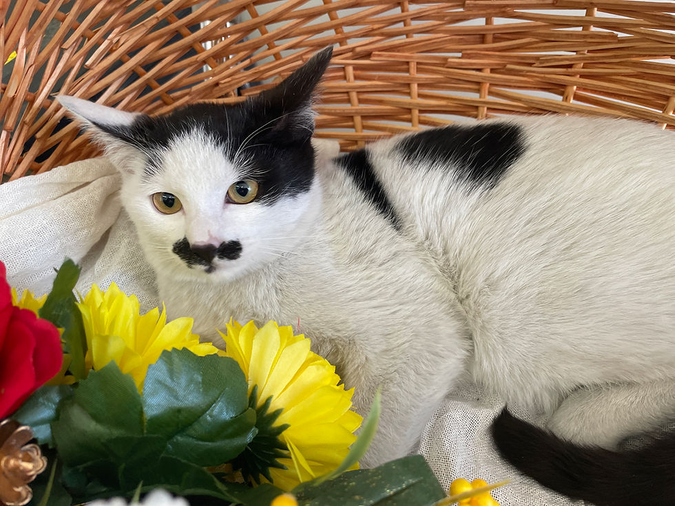 のりしおちゃん♂新しい家族募集中 C-2775S