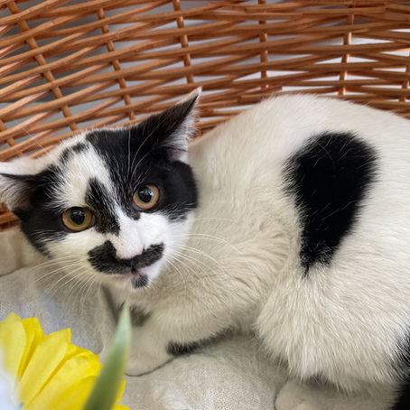 てんてんちゃん♂新しい家族募集中　C-2776S