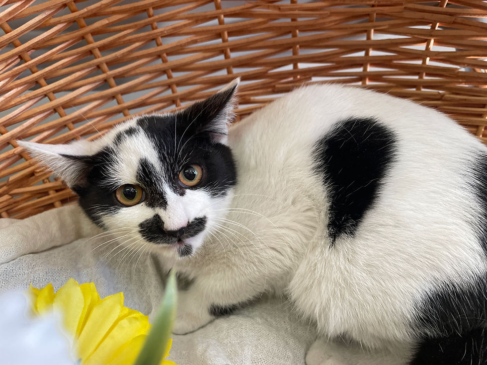 てんてんちゃん♂新しい家族募集中 C-2776S