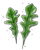 Rucola