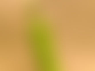 ししとうの妖精