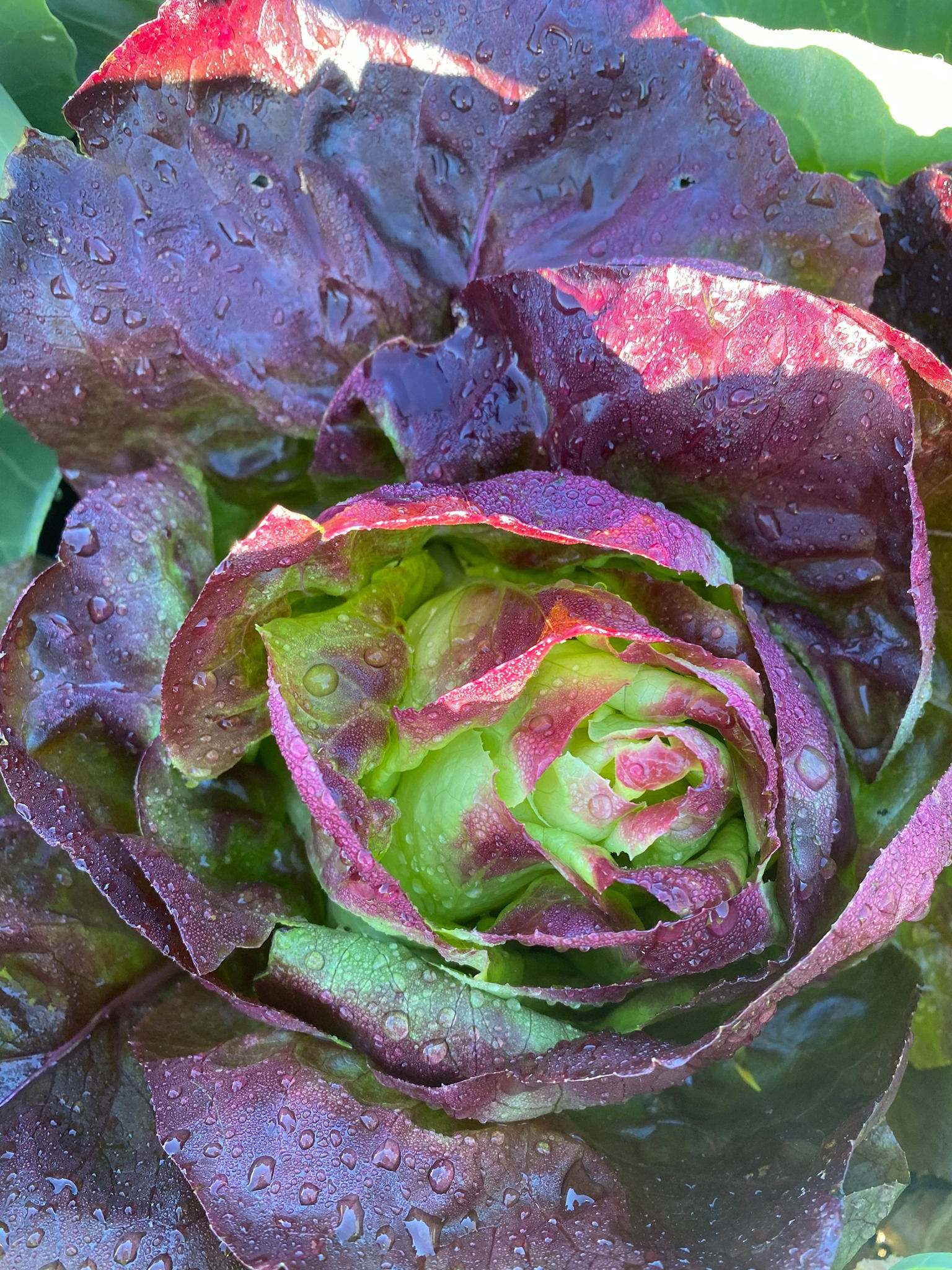 Summer field trip to Blue Echo Farms!