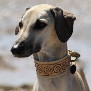 CAC Ausstellung Dinslaken