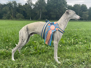 Sighthound Specialty Summer Cup