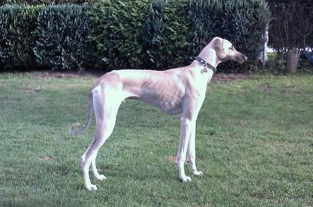 Sloughi Ghalib Sabiih al Sahra