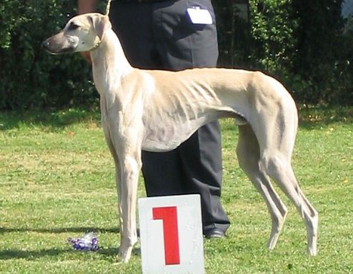 Sloughi Batal Sabiih al Sahra