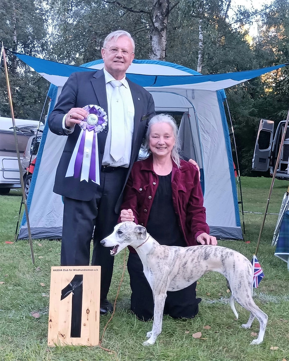 Whippet