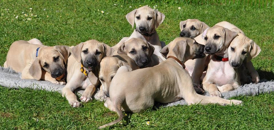 I-Wuft Sabiih al Sahra