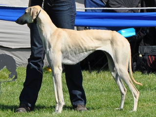 CAC Ausstellung Köln