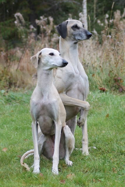 Sloughis Djamila Labibah Sabiih al Sahra & Ghazoot Baqiir