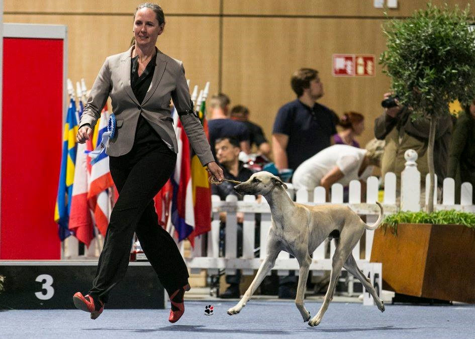 Internationale Hundeausstellung Wieselburg