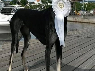 CACIB Ausstellung Oslo