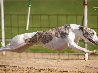 Neue Coursing-Lizenz