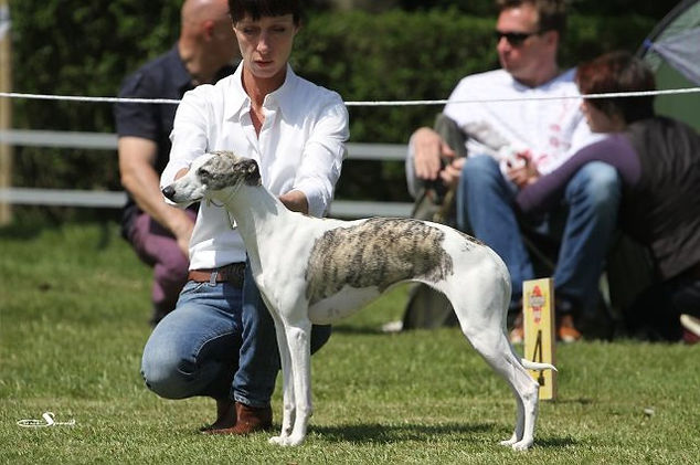 Whippet "Amelie" Exclusive semper-crescendo