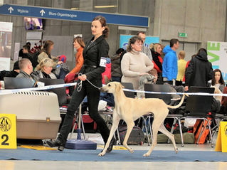 Internationale Hundeausstellung Opole