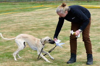 CAC Ausstellung Hoisdorf