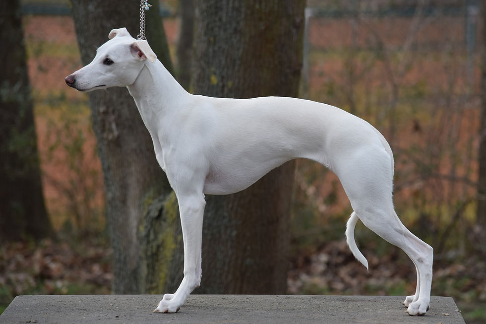 Tasmin Sabiih al Sahra