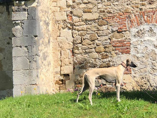 CACIB Rogla