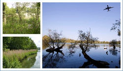 Heathrow Airport Biodiversity management