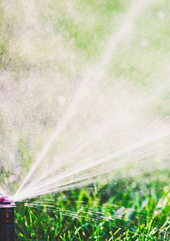 Sprinkler on Lawn