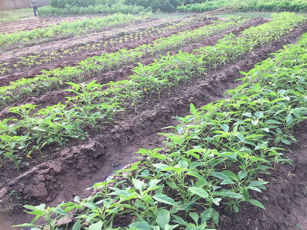 Travaux agricoles