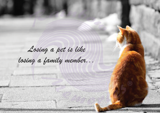 Losing A Pet