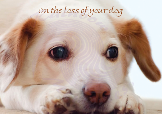 On The Loss Of Your Dog