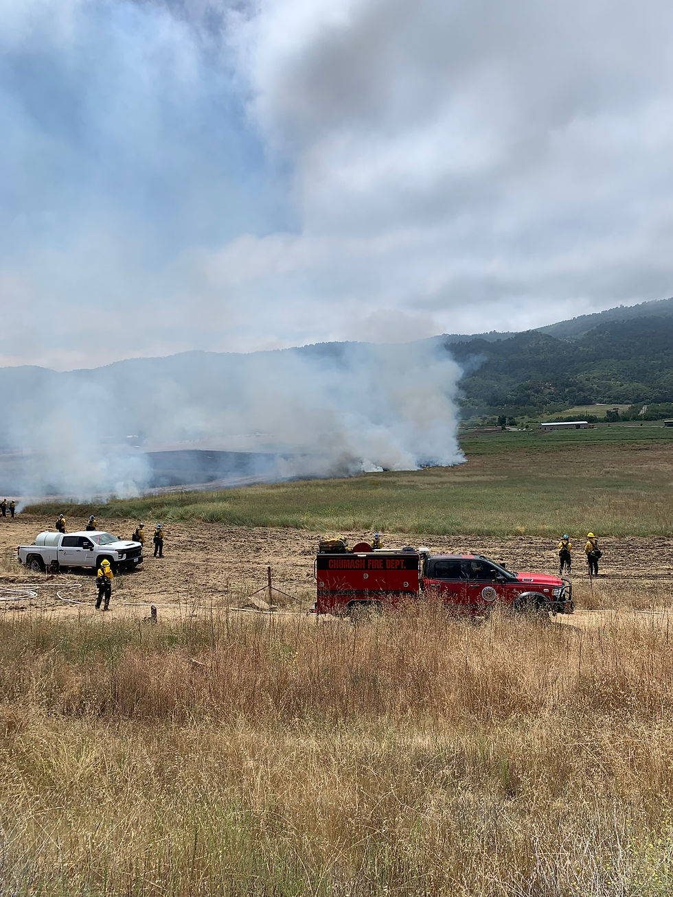A yellow star thistle burn in upper Ojai Valley. Yellow star thistle is a substantial problem throughout California. Burn fields dominated by yellow star thistle three to five years in a row with supplemental seeding has been proven to be an effective method of reducing dominance of this species.