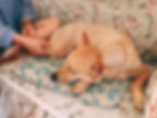 中大型犬