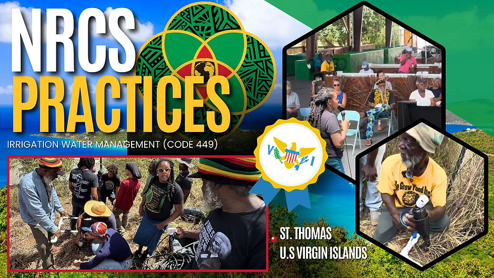 Cultivating Resilience in St. Thomas: Water, Stewardship & Community
