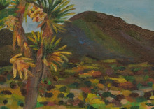 Covington Flats, Joshua Tree National Park