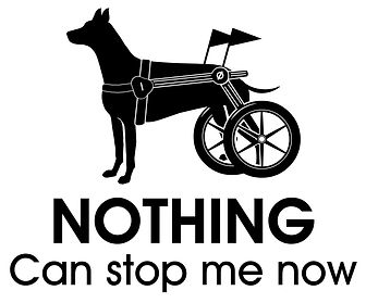 canine wheelchair 2.jpg