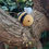 Thumbnail: Crochet Pattern for a Bee creme/chocolate egg cover