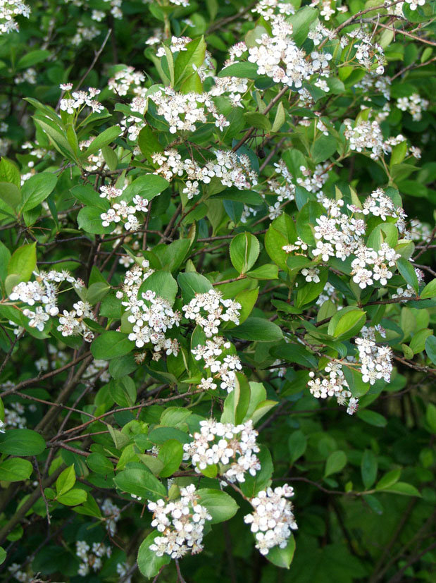 KORISTEARONIA koristearonia